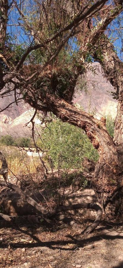Dormir Con Llamas Maimará Buitenkant foto