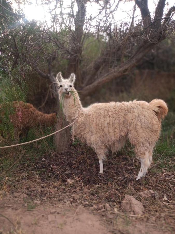 Dormir Con Llamas Maimará Buitenkant foto