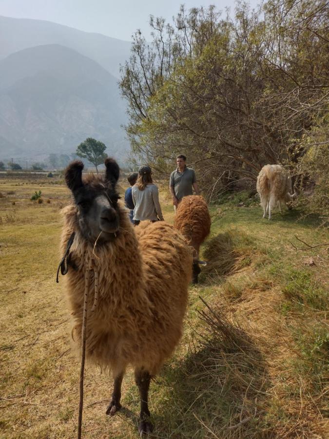 Dormir Con Llamas Maimará Buitenkant foto