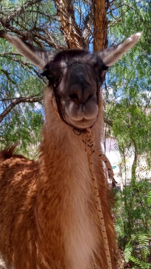 Dormir Con Llamas Maimará Buitenkant foto